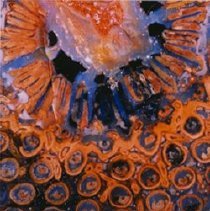 Osmundacaulis (x10 Jurassic Luna River, Tasmania, Australia (Denbach Collec