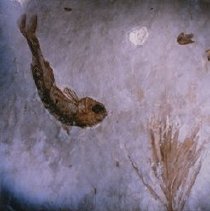 Lycoptera (x15 late Jurassic Liaoning, China)