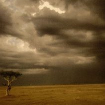 From the series: Natural Beauty (plate #18)