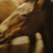 From the series: Natural Beauty (no plate #)