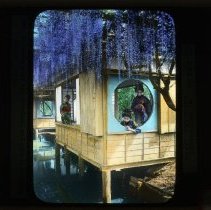 Wisteria over the window