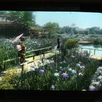 on the bridge in iris garden