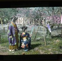 Plum blossoms and poetical cards