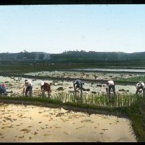 Untitled (550. Full view rice plantation)