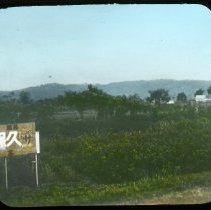 Trees and shrubs at side of road