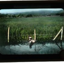 Man in marsh pond