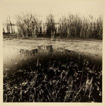 Looking East, Lake Harney, Oak Hill