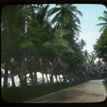 Palm tree lined road