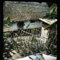 grass roof structure