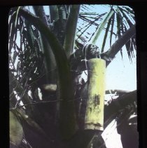 coconut tree top