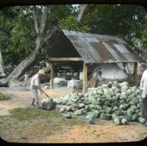 chopping coconuts