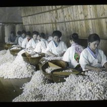 Sorting silk worm cocoons