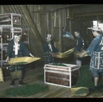 Men sifting dried tea