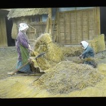 handling dried rice hay
