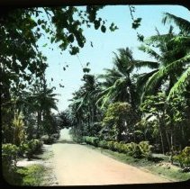 tropical country road