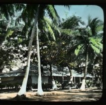 house and car under trees