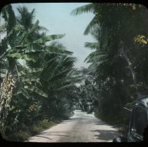 Tropical road