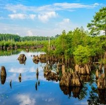 Reflections on Dead Lakes, Dead Lakes Park, Wewahitcka