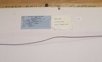 Crump, John, "Forest Fern", no date