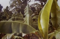 Eggleston - Jamaica Botanicals 1/33