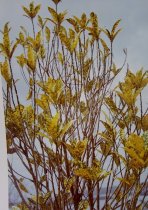 Eggleston, William, "Jamaica Botanicals" series 3/33