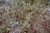 Eggleston, William, "Jamaica Botanicals" series 5/33