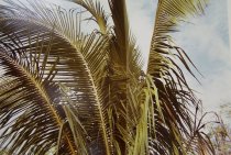 Eggleston, William, "Jamaica Botanicals" series 6/33