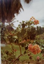 Eggleston, William, "Jamaica Botanicals" series 7/33