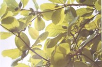 Eggleston, William, "Jamaica Botanicals" series 8/33