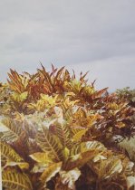 Eggleston, William, "Jamaica Botanicals" series 10/33