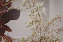 Eggleston, William, "Jamaica Botanicals" series 11/33