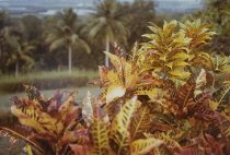 Eggleston, William, "Jamaica Botanicals" series 13/33