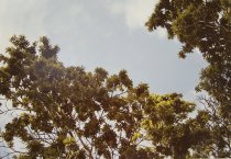 Eggleston, William, "Jamaica Botanicals" series 14/33