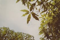 Eggleston, William, "Jamaica Botanicals" series 15/33