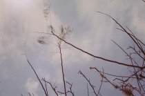 Eggleston - Jamaica Botanicals 16/33