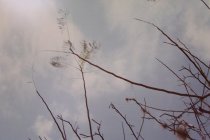 Eggleston, William, "Jamaica Botanicals" series 16/33