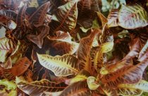 Eggleston, William, "Jamaica Botanicals" series 17/33