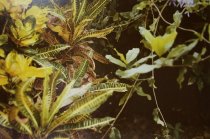 Eggleston, William, "Jamaica Botanicals" series 18/33