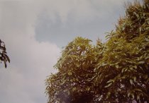 Eggleston, William, "Jamaica Botanicals" series 19/33