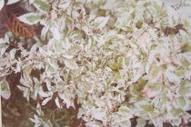 Eggleston, William, "Jamaica Botanicals" series 21/33