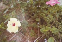 Eggleston, William, "Jamaica Botanicals" series 22/33