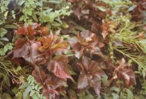 Eggleston, William, "Jamaica Botanicals" series 23/33