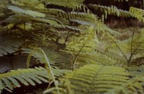 Eggleston, William, "Jamaica Botanicals" series 24/33