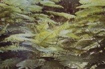 Eggleston, William, "Jamaica Botanicals" series 25/33