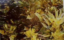 Eggleston, William, "Jamaica Botanicals" series 26/33