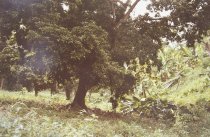 Eggleston, William, "Jamaica Botanicals" series 28/33