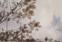 Eggleston, William, "Jamaica Botanicals" series 29/33