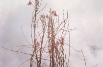 Eggleston, William, "Jamaica Botanicals" series 30/33