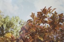 Eggleston, William, "Jamaica Botanicals" series 31/33