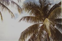 Eggleston, William, "Jamaica Botanicals" series 32/33